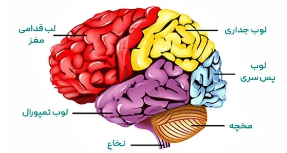 محل قرارگیری مخچه در مغز و نقش آن در تعادل