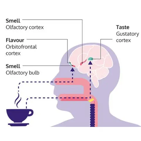 تغییر بو و مزه پس از سکته مغزی
